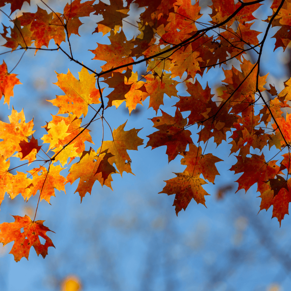 Fall Break