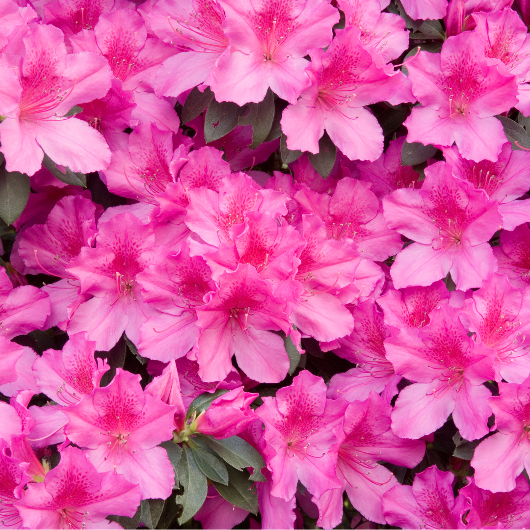 Pink Azaleas